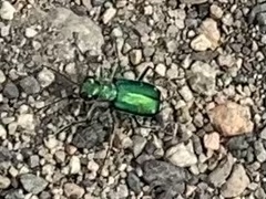 Cicindela