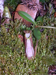 Nepenthes tentaculata
