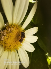 Halictus ligatus