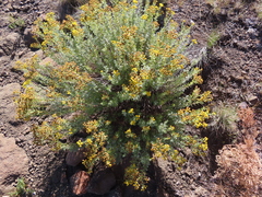 Pentzia cooperi