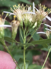 Doellingeria sericocarpoides