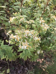 Doellingeria sericocarpoides