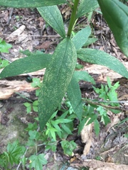 Doellingeria sericocarpoides