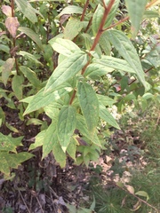 Doellingeria sericocarpoides