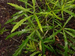 Pseudopanax crassifolius × lessonii