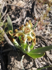 Ferraria variabilis