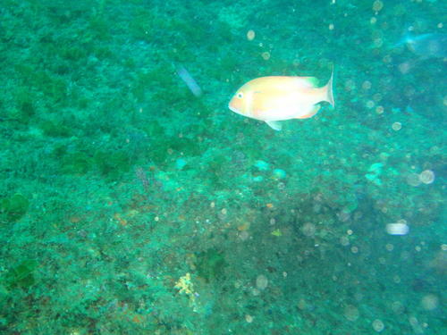 Porcostoma dentatum