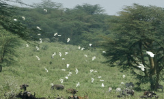 Bubulcus ibis