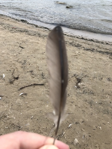 Plume de Grèbe à bec bigarré