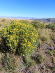 Pentzia cooperi