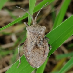 Spartocerini