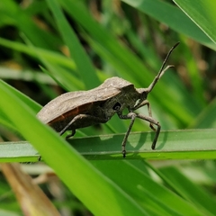 Spartocerini