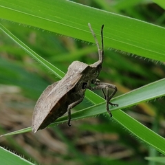 Spartocerini