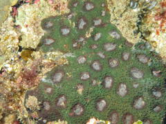 Acanthastrea echinata