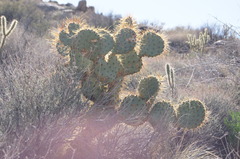 Opuntia × curvispina