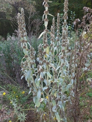 Stachys germanica