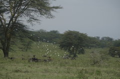 Bubulcus ibis