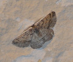 Pterospoda nigrescens