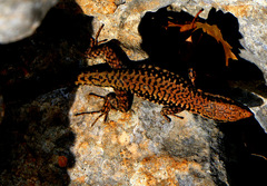 Phoenicolacerta kulzeri