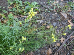 Linaria biebersteinii