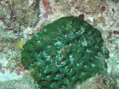 Acanthastrea