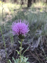 Cirsium wheeleri