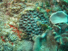 Acanthastrea