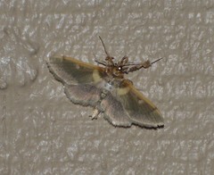 Apilocrocis brumalis