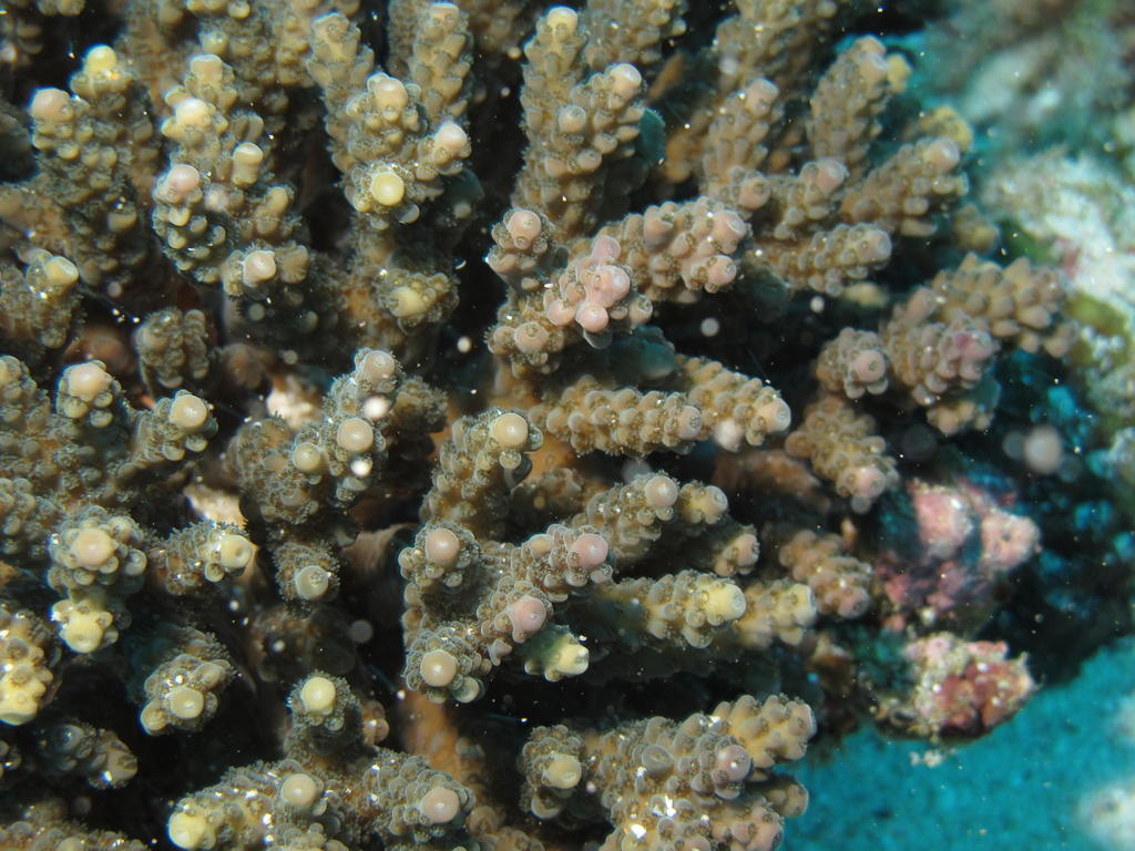 Acropora anthocercis