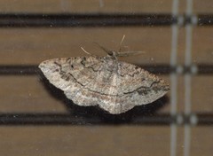Pterospoda nigrescens