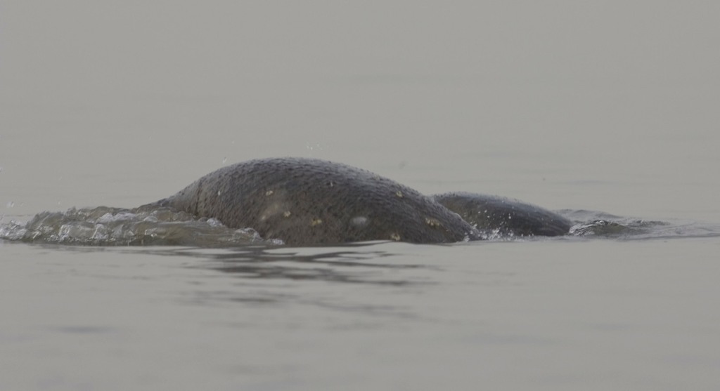 Mother and calf manatee diving together in the Casamance River, Senegal