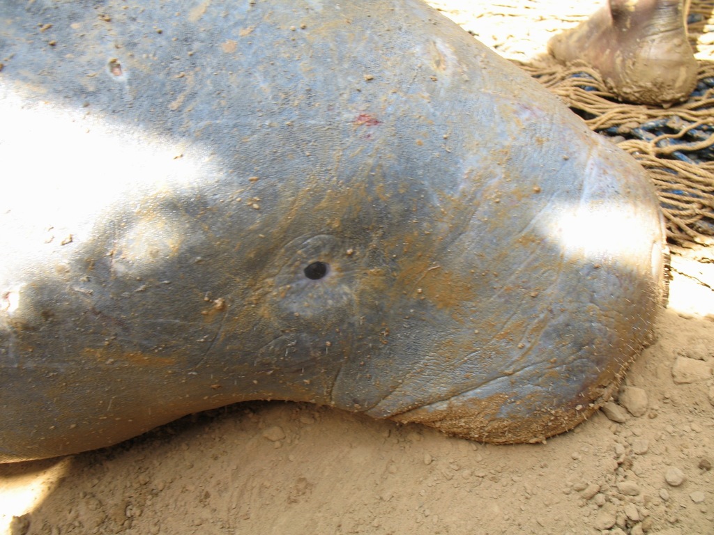 Close view of a manatee's head and snout, rescued from behind a dam in Senegal and released