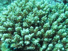 Acropora appressa