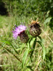 Centaurea nemoralis