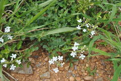 Chascanum hederaceum