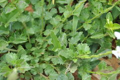 Chascanum hederaceum