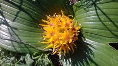 Daubenya capensis