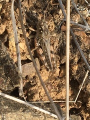 Melanoplus kennicottii