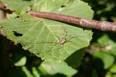 Lacinius