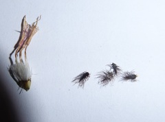 Centaurea nemoralis