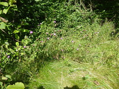 Centaurea nemoralis