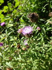 Centaurea nemoralis