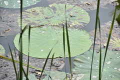 Nelumbo nucifera