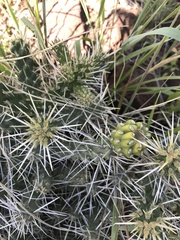 Cylindropuntia whipplei