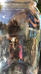 Dolichovespula maculata