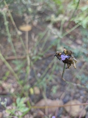 Brassica oleracea gongylodes