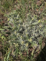 Cylindropuntia whipplei