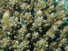 Acropora branchi