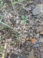 Alyssum calycocarpum