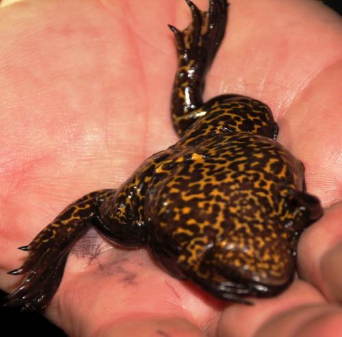 Xenopus gilli